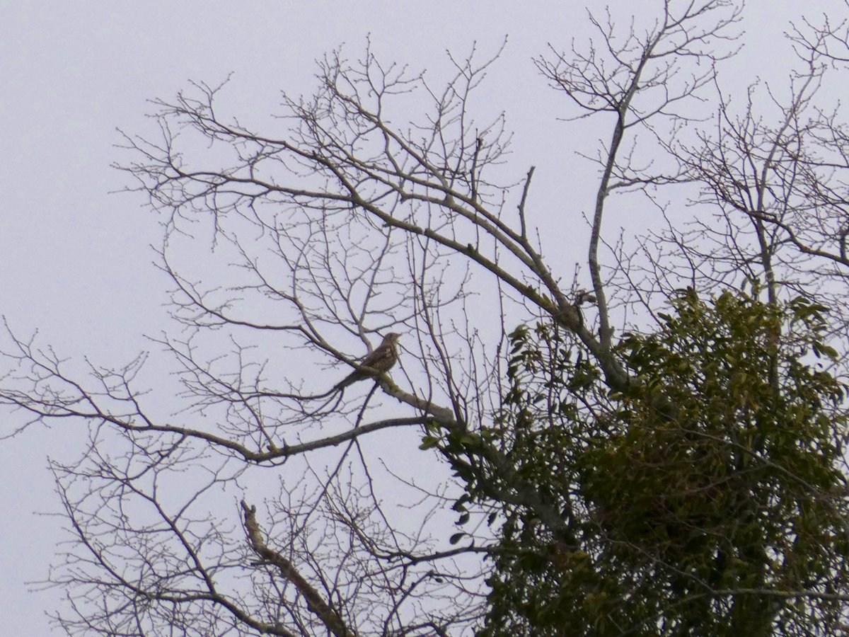 Several Song Thrushes singing their hearts out on Longrun Meadow, Taunton today and a Mistle Thrush belting it out in the high trees in French Weir Park.