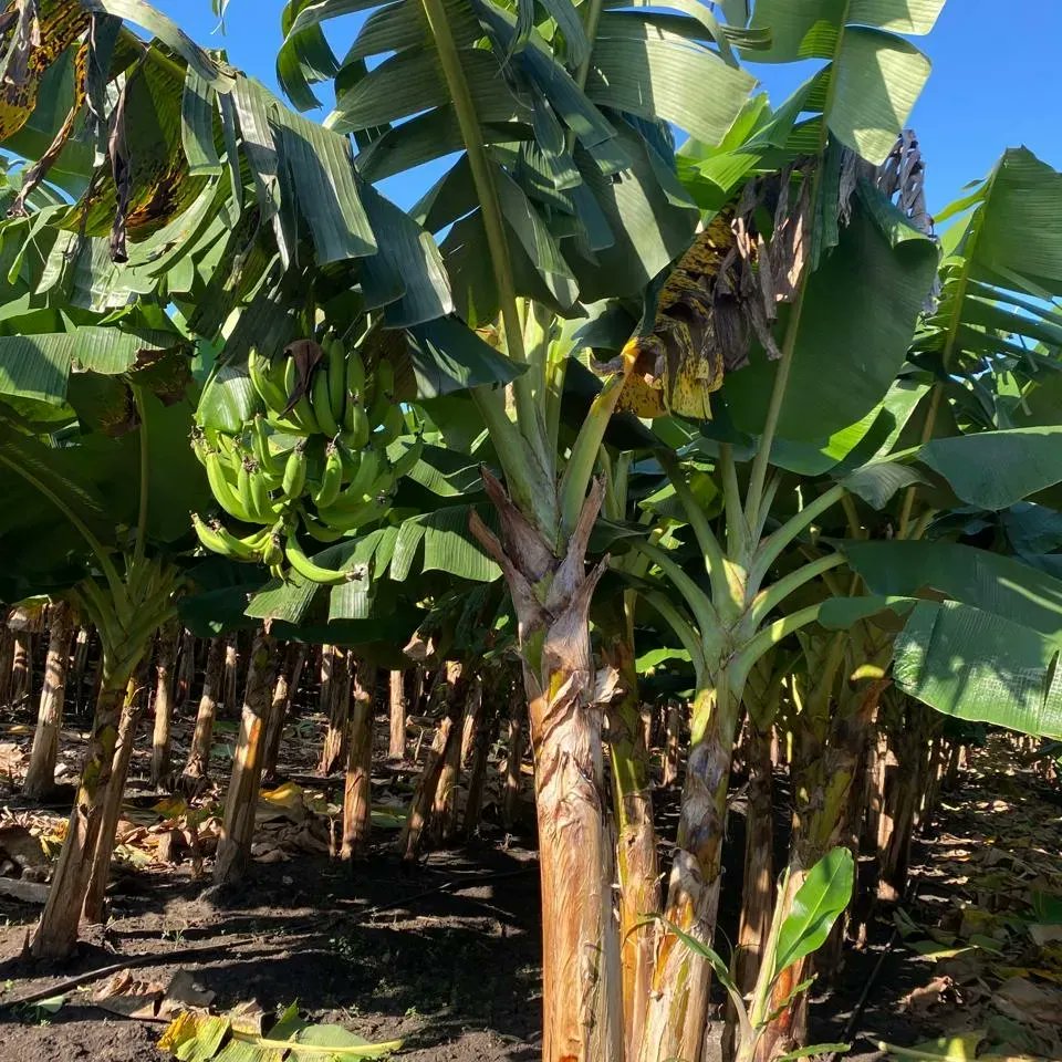 AgriNorcentral's tweet photo. Zona Agro. La Veg, Barranca. Gira técnica en el cultivo de plátano MxH 3/4, con el objetivo de sensibilizar a los técnicos agrónomos, sobre los protocolos de bioseguridad en las fincas de producción de musáceas. (Plátanos).
@AgriculturaRD @limbercruzl @CEDAF_RD @osamrd https://t.co/ibuWdOHpeQ