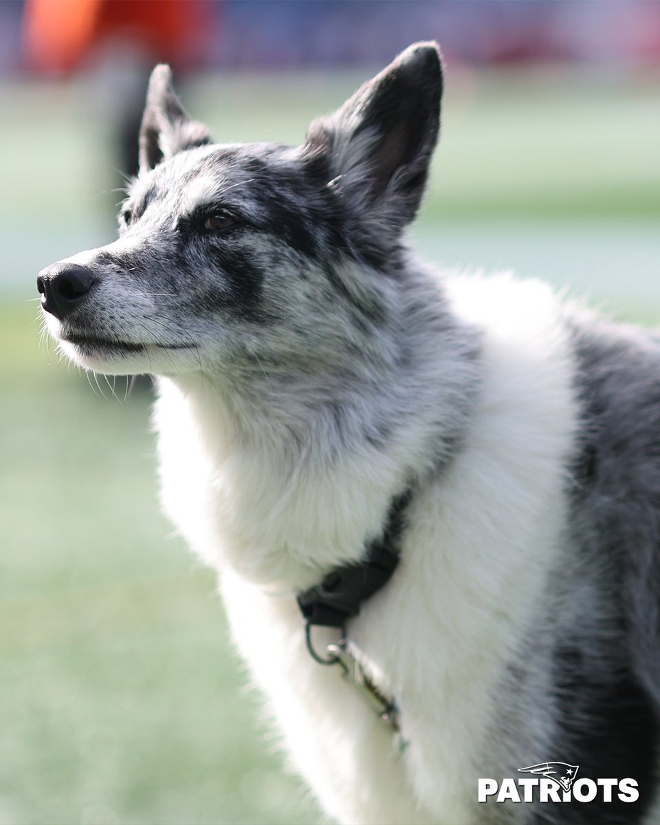 New England Patriots tweet media