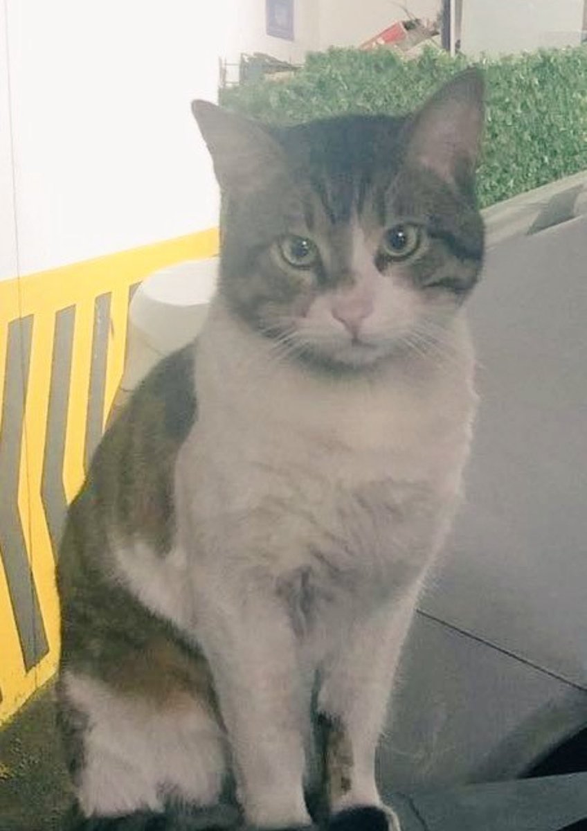 İnsanın içi sızlıyor. Günlerdir aklımdan çıkmıyor. O zavallı sana bakıp ağlayıp inlerken bunu ona yaşatan cani! Sen günlerdir nasıl uyuyorsun acaba?! #ibrahimkeloğlantutuklansın