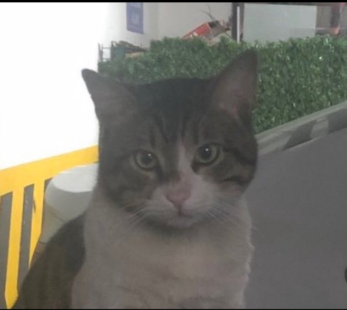 Nehirince1's tweet photo. Keşke o an orda olup seni koruyabilseydik.Gözlerine baktığımda ağlamaktan kendimi alamıyorum.Şimdi adaleti biz kendimiz mi sağlayalım?
@AliYerlikaya size güvenemezsek kime güveneceğiz? #erosiçinadalet #ibrahimkeloğlantutuklansın https://t.co/rfYCbQYpzG