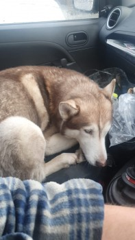 millypod1's tweet photo. 🆘8 FEB 2024 #Lost MARIO #ScanMe
OLDER Red/Brown Sable Siberian Husky Male
#Winstanley #Wigan #GreaterManchester #WN3 https://t.co/qUQs3mDfD3 https://t.co/iEgFJYUTR9