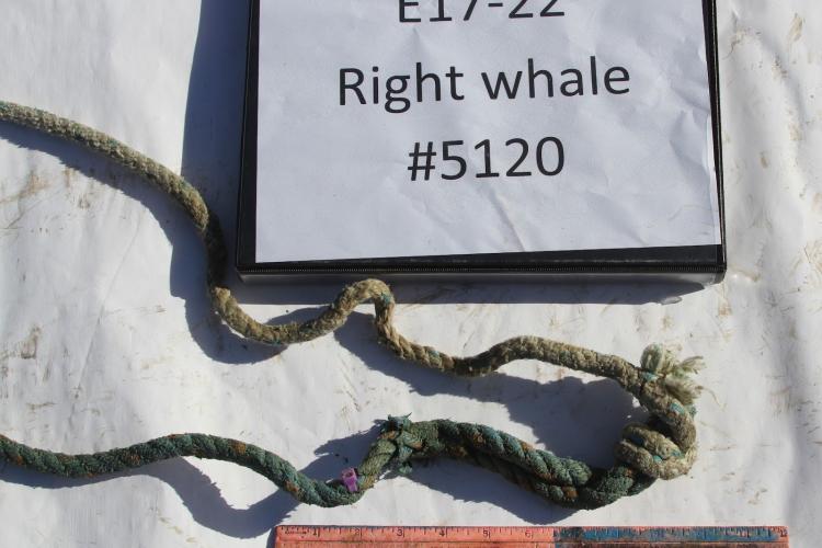 For years, Maine lobstermen have insisted there's no evidence their ropes were entangling critically endangered North Atlantic right whales. Today, @NOAA released evidence linking their ropes to the death of a young female found recently off the Vineyard. shorturl.at/uxNOZ