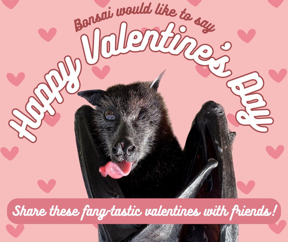 LubeeBatConservancy tweet media