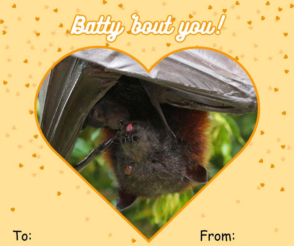 LubeeBatConservancy tweet media