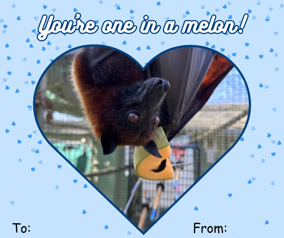 LubeeBatConservancy tweet media