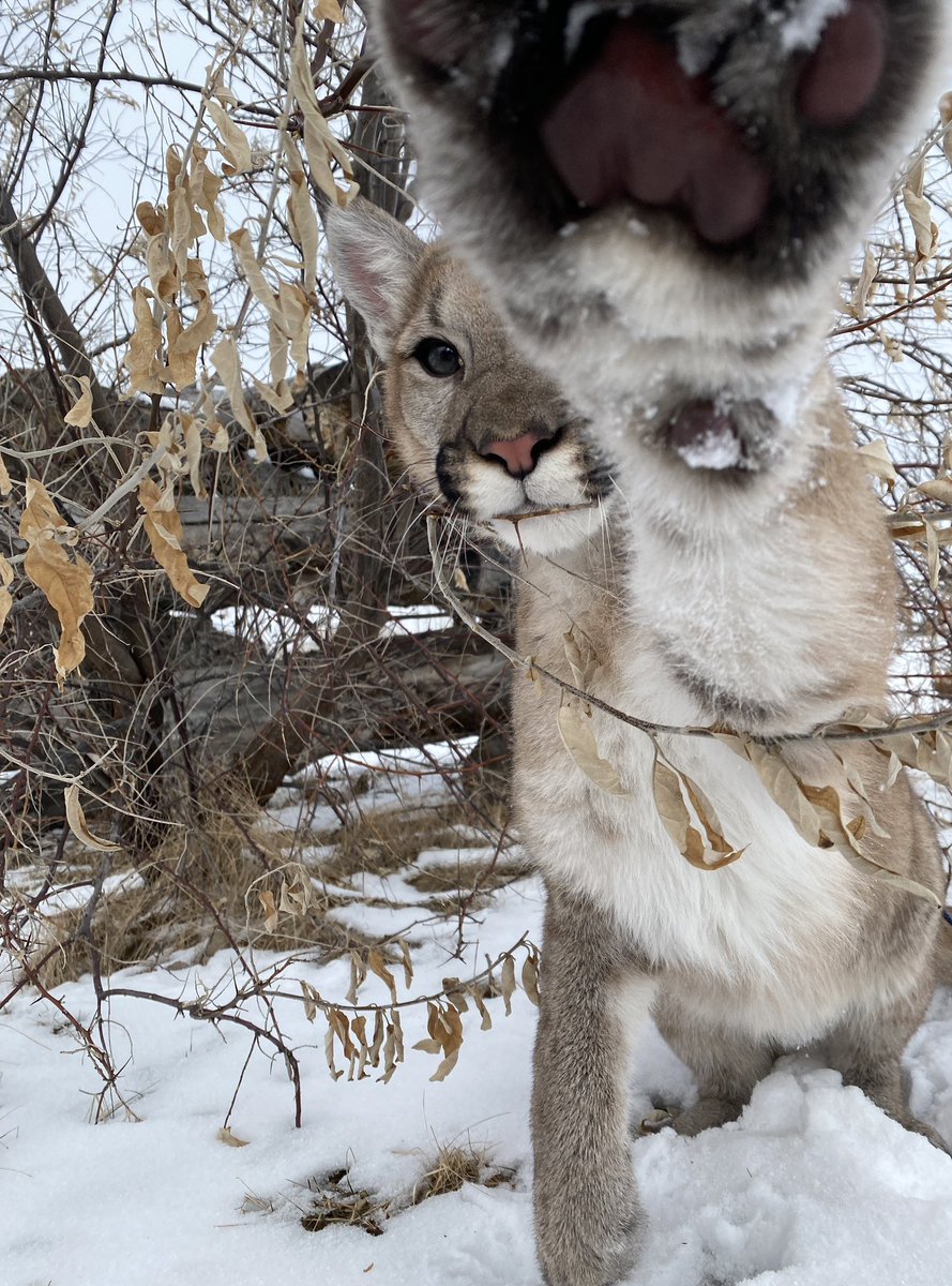 Discovery Wildlife tweet media