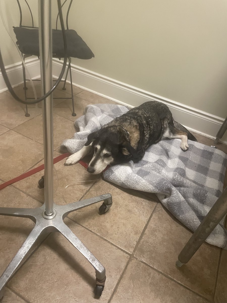 ATT_SAR's tweet photo. Sheba has had to have emergency surgery and it is not going to be an easy one.
We are not going to let her suffer due to the lack of funding.
Your support through an e-transfer using payment@shebaschool.ca or through PayPal using paypal@shebaschool.ca would be greatly appreciated https://t.co/Idf4bVVIKh