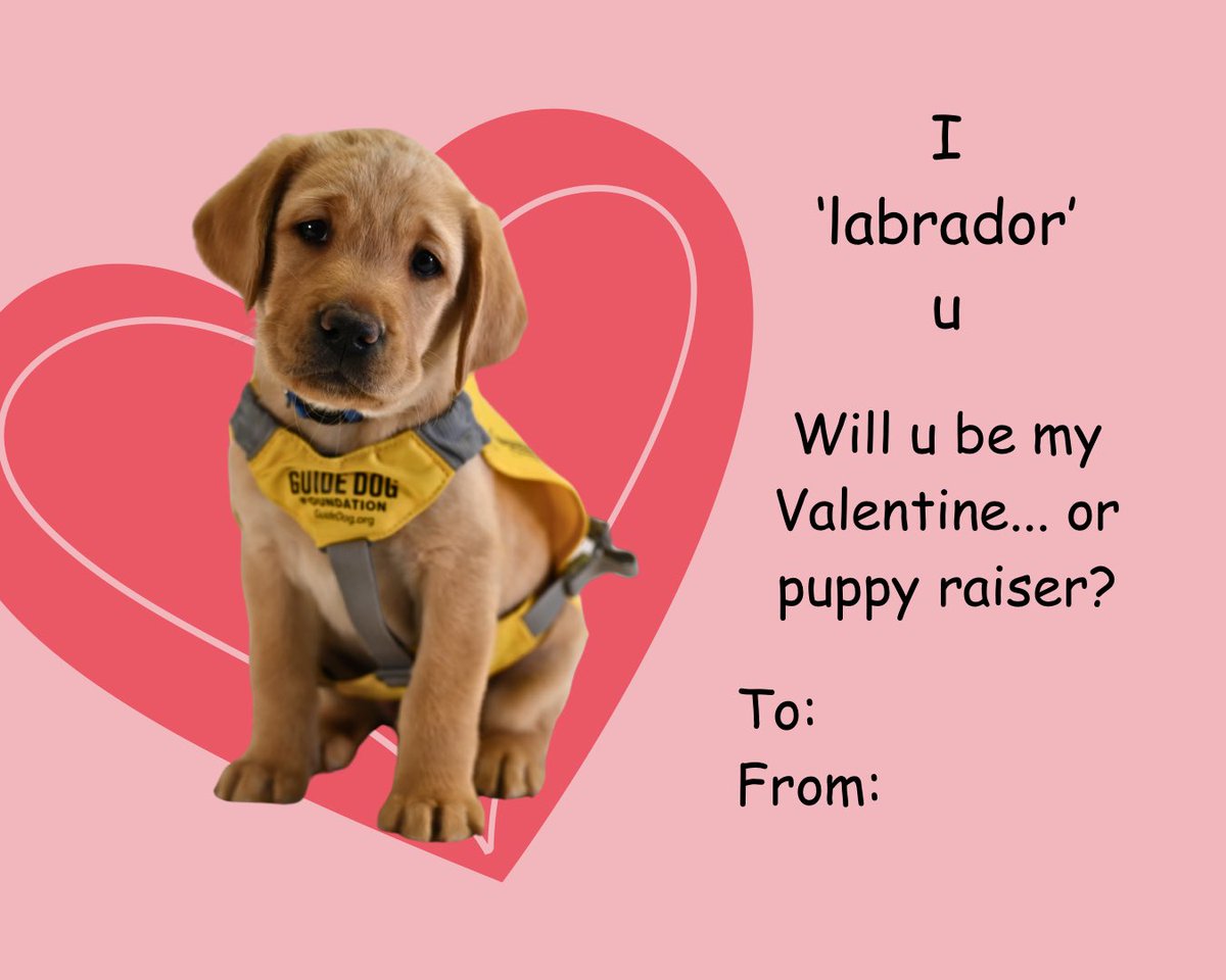 Happy Valentine’s Day 🩷🐾 Photo shows a valentines card with lab puppy in a guide dog vest. The text reads “I ‘labrador’ u. Will u be my Valentine… or puppy raiser?”