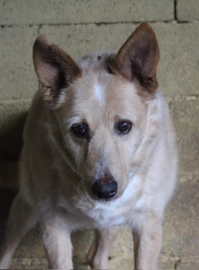 NO ME QUIEREN POR VIEJO
Ncesitamos verlo fuera de su jaula, Mago es un perro muy mayor y debería de vivir en un sitio calentito en invierno y fresco en verano, nos desespera verlo así .... esperando a que el viento sople de su parte ....
Es bueno y sociable, un cielo .... pero es