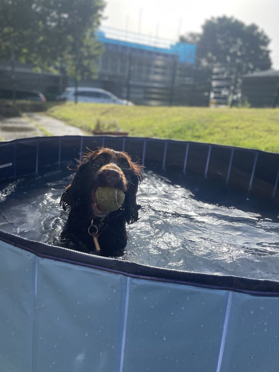 Happy Birthday to PD Penny and PD Wilma, two today! Both operational in two different areas of specialist work Initially rescued by @RSPCA_official these pups are showing how wonderful their second chance at life has been by giving back to the community they serve 🐾