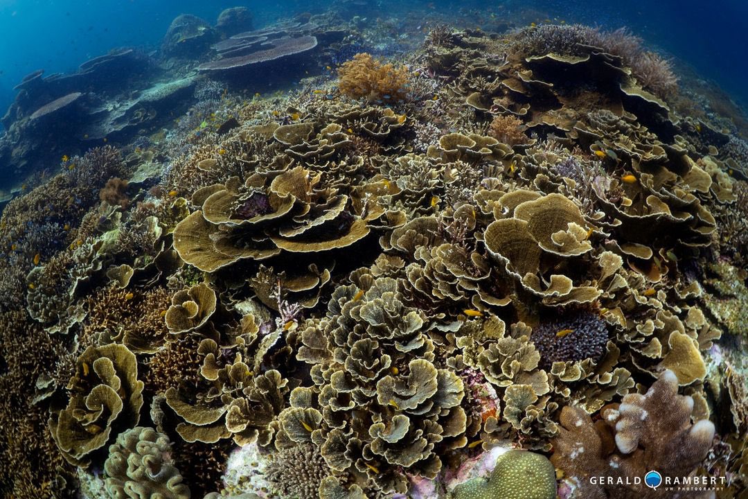 🔥INDONESIA - TOP LIVEABOARD: Oceanic 🔥
9 &amp; 10N on 18-27 Mar, 12-21 Apr, 24 Apr - 03 May, 07-17 May 2024
starts from EUR 2770pp incl. -20%

Whatsapp us for all details: wa.me/message/IQSBTO…
.