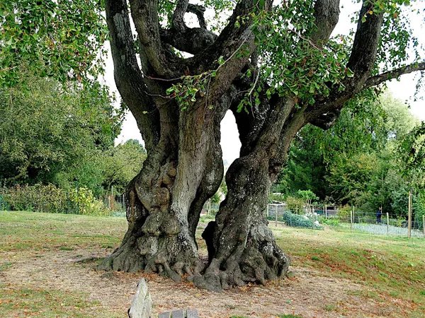 Les arbres sont plutôt « taiseux » (Francis Hallé), mais ils semblent vouloir nous passer un message en ce 14 février ! #SaintValentin ❤️🌳😎🌳❤️