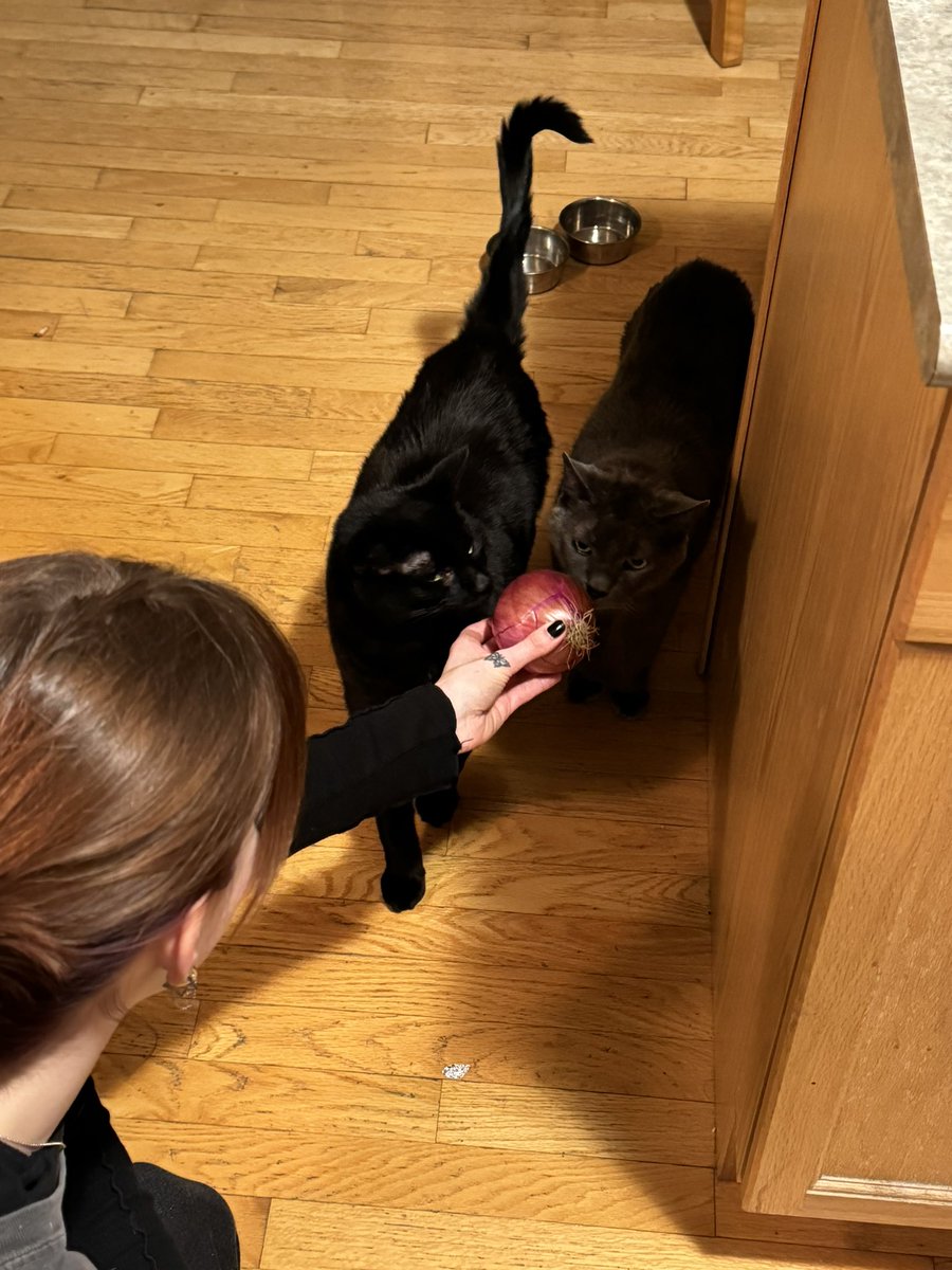 _erikjean's tweet photo. these guys think anything that comes out the fridge is for them https://t.co/lhaIVn98vN