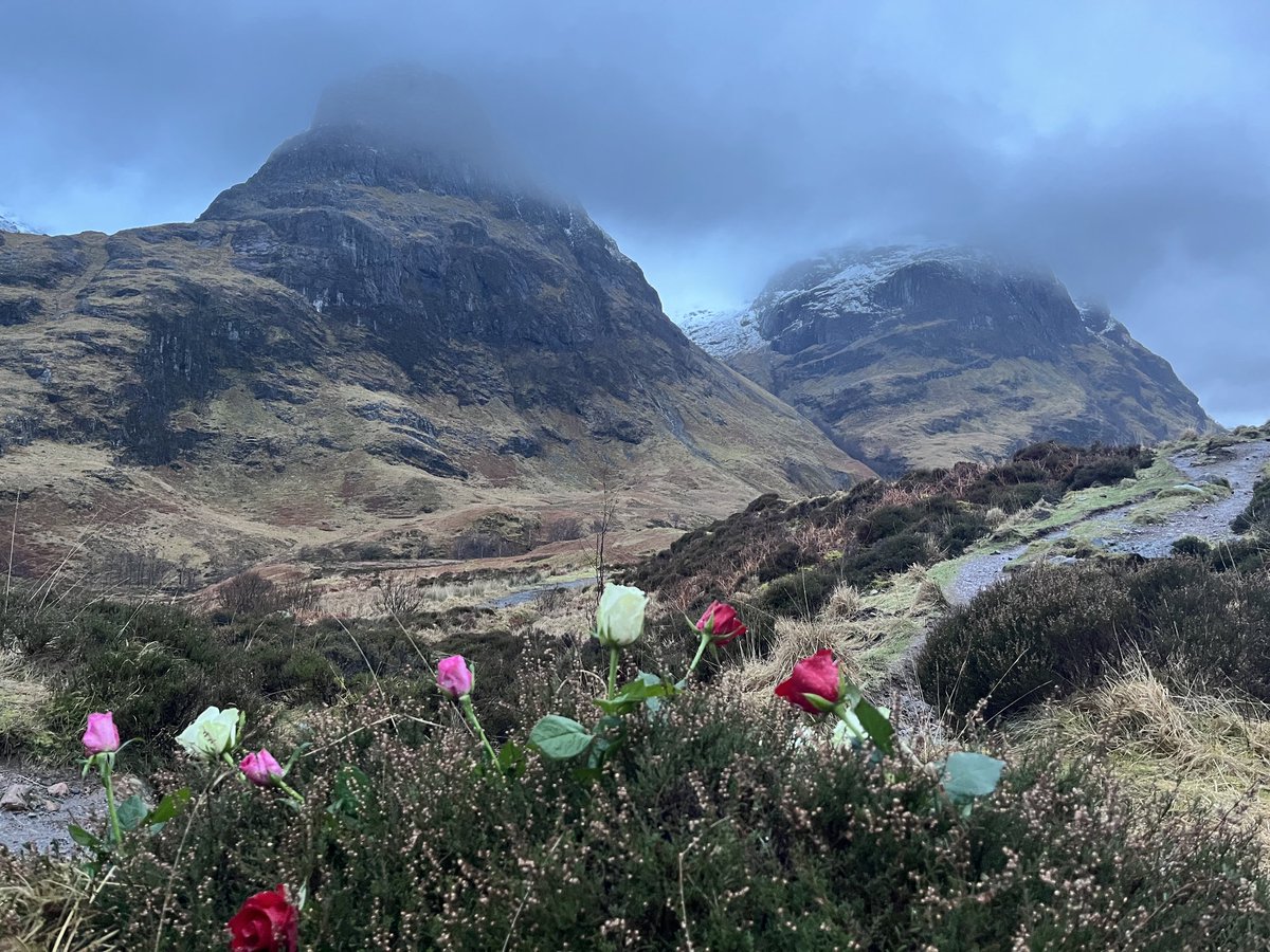 Romantic roses in Glencoe on St Valentine’s Day.