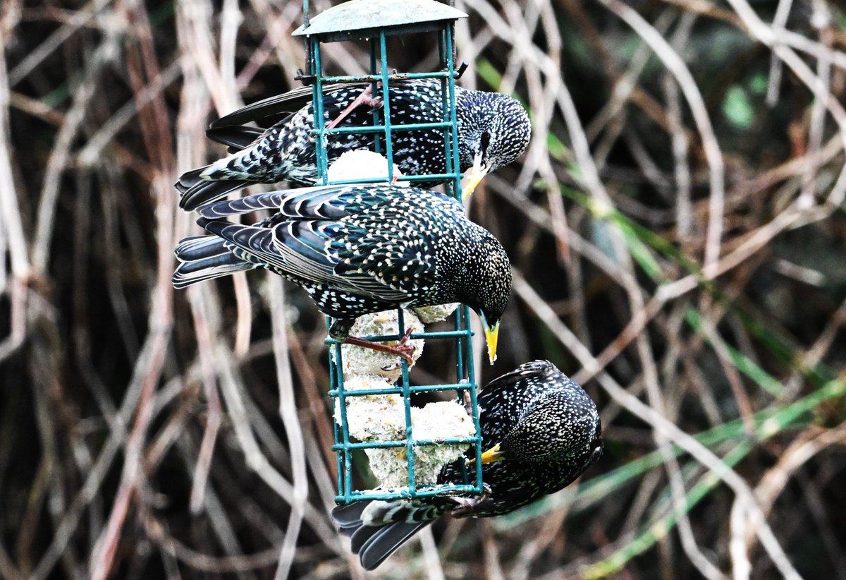 Armchair birding miserable weather GS Woodpecker came for lunch, look at that tongue. Who said starlings were drab.