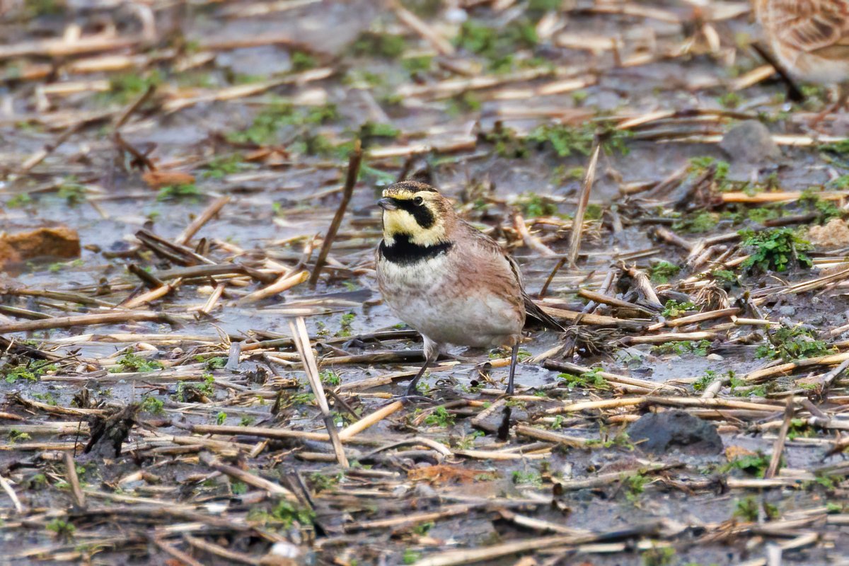 Shore lark, Peat pits lane, Sheffield #Birds
