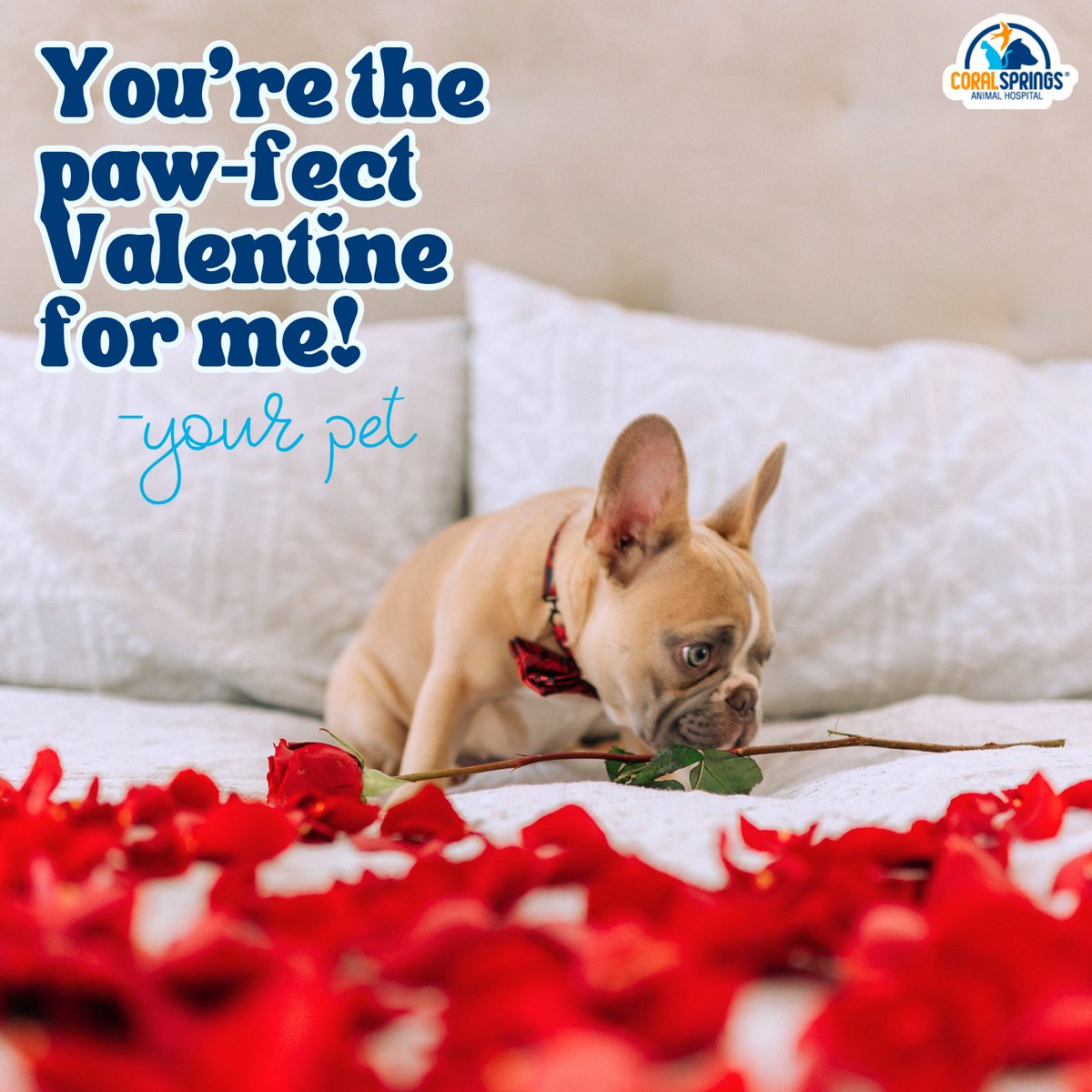 CSAnimalHosp's tweet image. Feel the love from your fur-ever Valentine today! 🐾❤️ #PawfectLove #HappyValentinesDay
