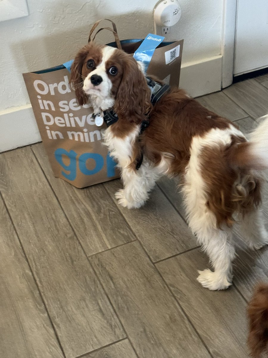 mandygoodbread's tweet photo. @gopuff @nesz GoPuff has the wife and pup covered for Vday while the husband is away! ❤️ https://t.co/hEXhN3pEkm