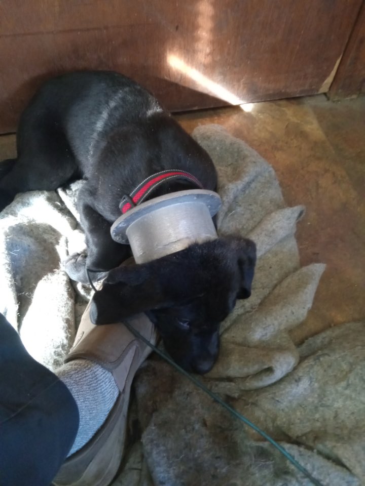 Greater Napanee Fire Services tweet media