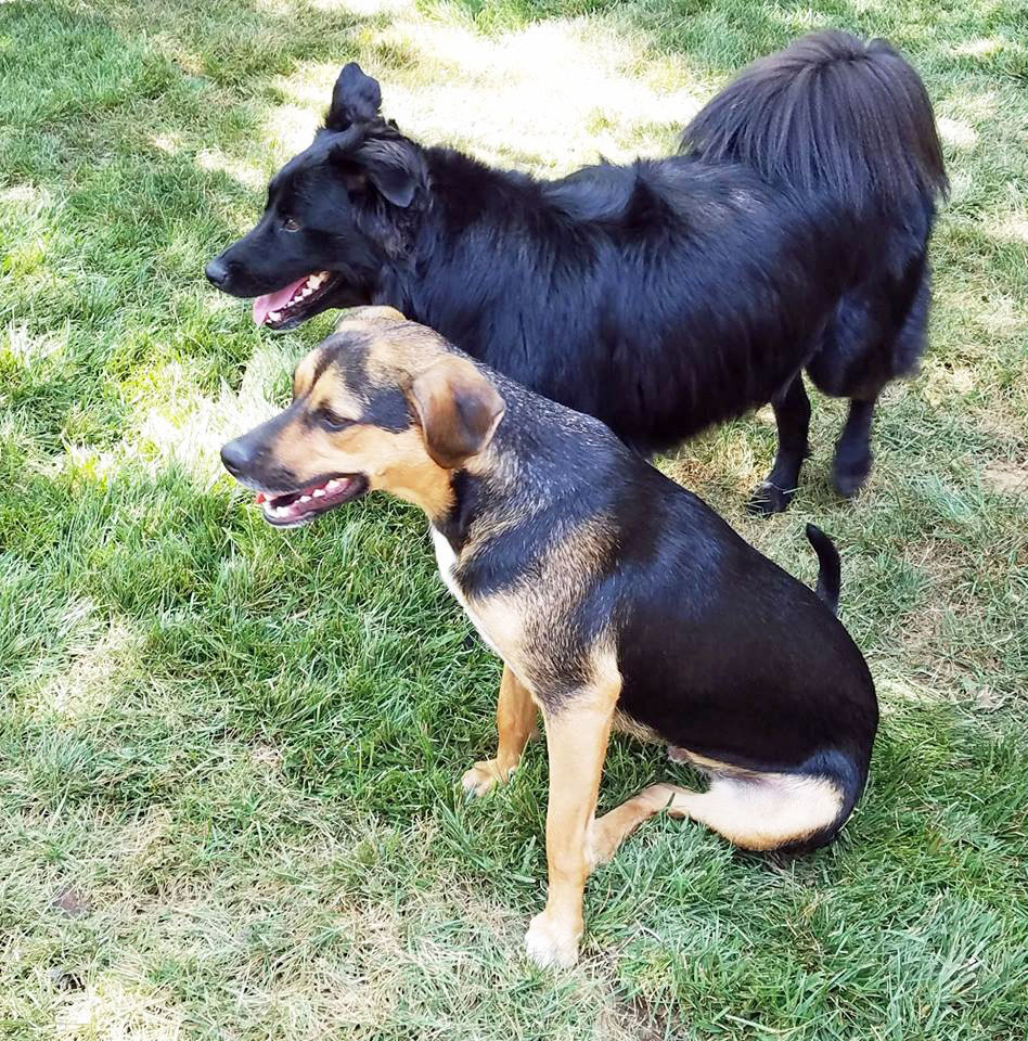 mads2cents's tweet photo. @gtconway3d Hi George! To cheer you up, here are pictures of my dogs, Marty and Sadie. 😊🐾 https://t.co/BakO2M614f