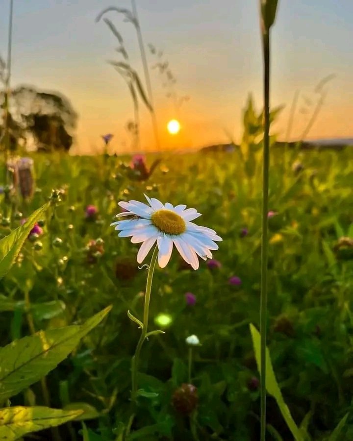 Surma45578's tweet photo. #GoodVibes #photography #flowerphotography ❤️🌹 https://t.co/6gQ6LPBUsG