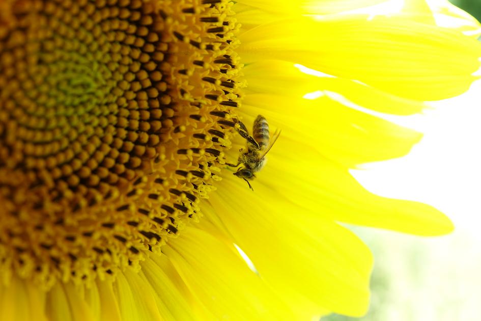 Réussir Bio tweet media