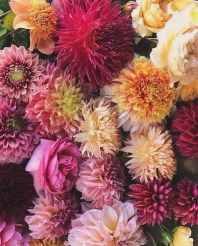 GeminiFlowerSh1's tweet photo. Arreglos florales solo en Gemini Flower Shop &amp; More. ✨💐

#Flores #Flower #ArreglosFlorales #ConsumeLocal #Aguascalientes https://t.co/WDFhw09D7W