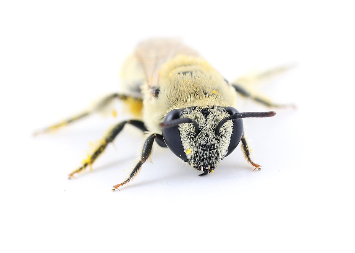 The Bees In Your Backyard tweet media