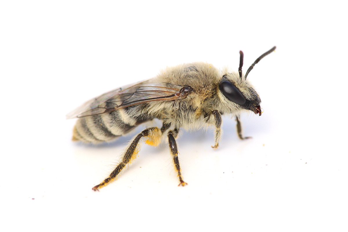 The Bees In Your Backyard tweet media