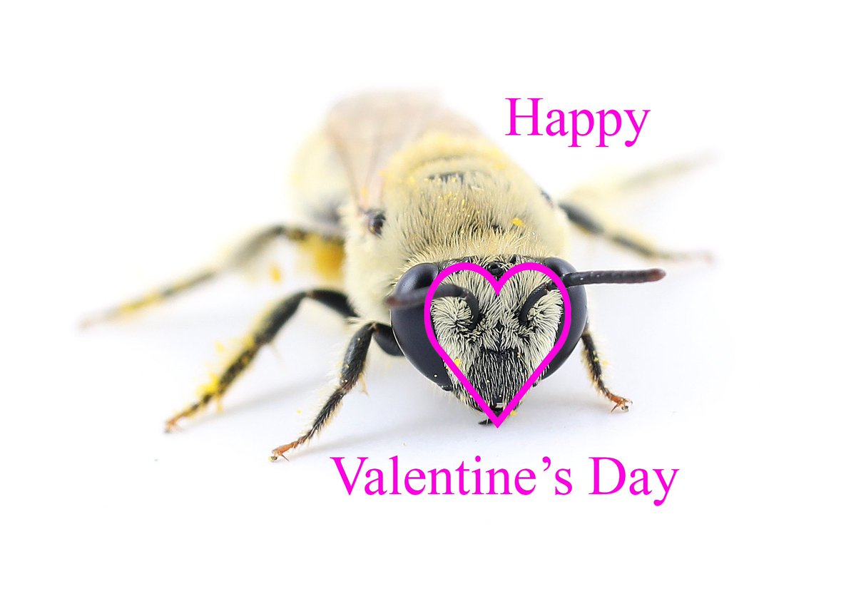 Colletes bees remind me of Valentine’s Day. Why do they make me think of Valentine’s Day? It’s because one of the identifying characteristics of this genus is that they have a heart shaped face. ❤️🐝
