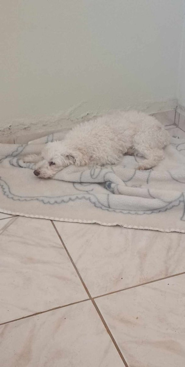 Congonhal/MG

Imagina só você viver 12 anos com uma pessoa e ela não te incluir nos seus planos de mudança?
É o caso dessa cachorrinha, uma poodle de 12 anos. Sua dona está mudança e onde vai morar não aceita animais. +