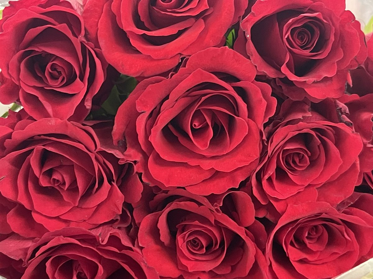 Wishing you all a Happy Valentine’s Day. If you are on your own or if you have lost the one you love, these roses are for you from me. ❤️ 🌹 xx Please feel free to ‘Retweet’ to share the ❤️〓〓 #ValentinesDay2024 #HappyValentinesDay