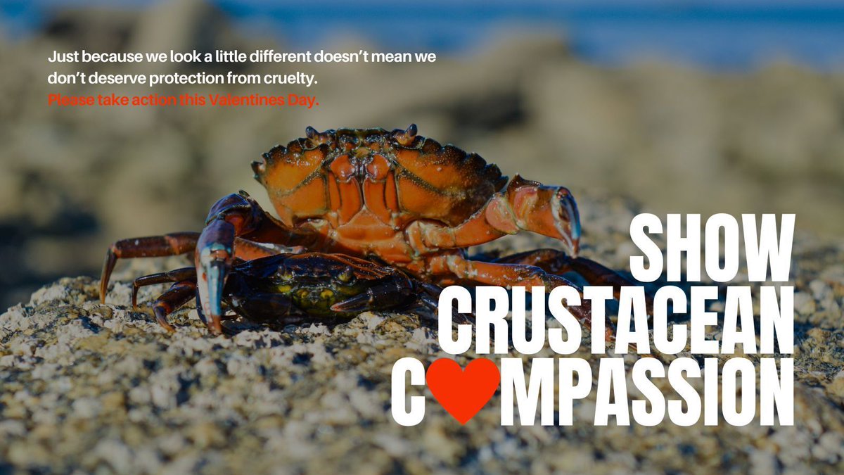 crab_welfare's tweet photo. Just because they look a little different, doesnโt mean they donโt deserve protection from cruelty.
Hit the โค๏ธ if you agree and please TAKE ACTION this Valentines Day by signing our petition to put a stop to live dismemberment: https://t.co/OyWB1X6kSP
#CrustaceanCompassion https://t.co/GYMJPvuWkO