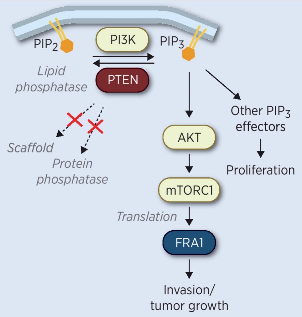 New in #CancerBiology from the February 1 issue— PTEN Lipid Phosphatase Activity Suppresses #Melanoma Formation by Opposing an AKT/mTOR/FRA1 Signaling Axis, by Xiaonan Xu, @KarrethLab et al. bit.ly/3OKXtsC @MoffittNews