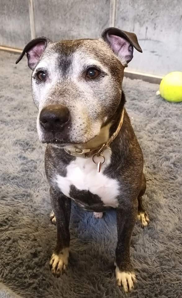 Love is in the air this #ValentinesDay but we've not had a single enquiry for our beautiful handsome and well mannered Achilles 😢 Please share his gorgeous face and help him find love ❤️ More info at seniorstaffyclub.co.uk/adopt-a-staffy… #seniorstaffy #valentines #TeamZay #AdoptDontShop ❤️❤️