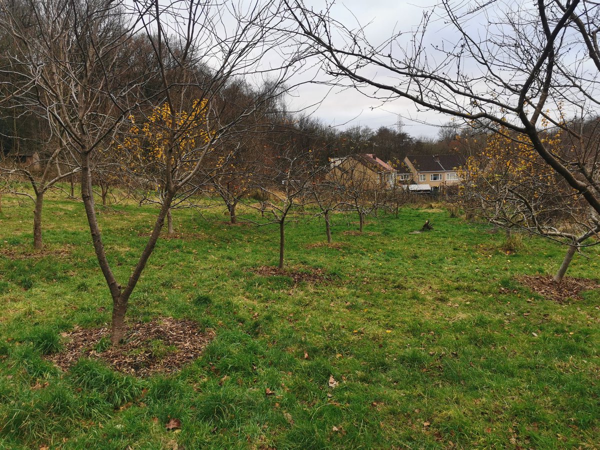 intrepidjanner's tweet photo. @EmorsgateSeeds thanks for the wildflower seed mixes. Looking forward to getting these down and seeing the results this summer in Woodcroft Community Orchard https://t.co/oDO63pMynE