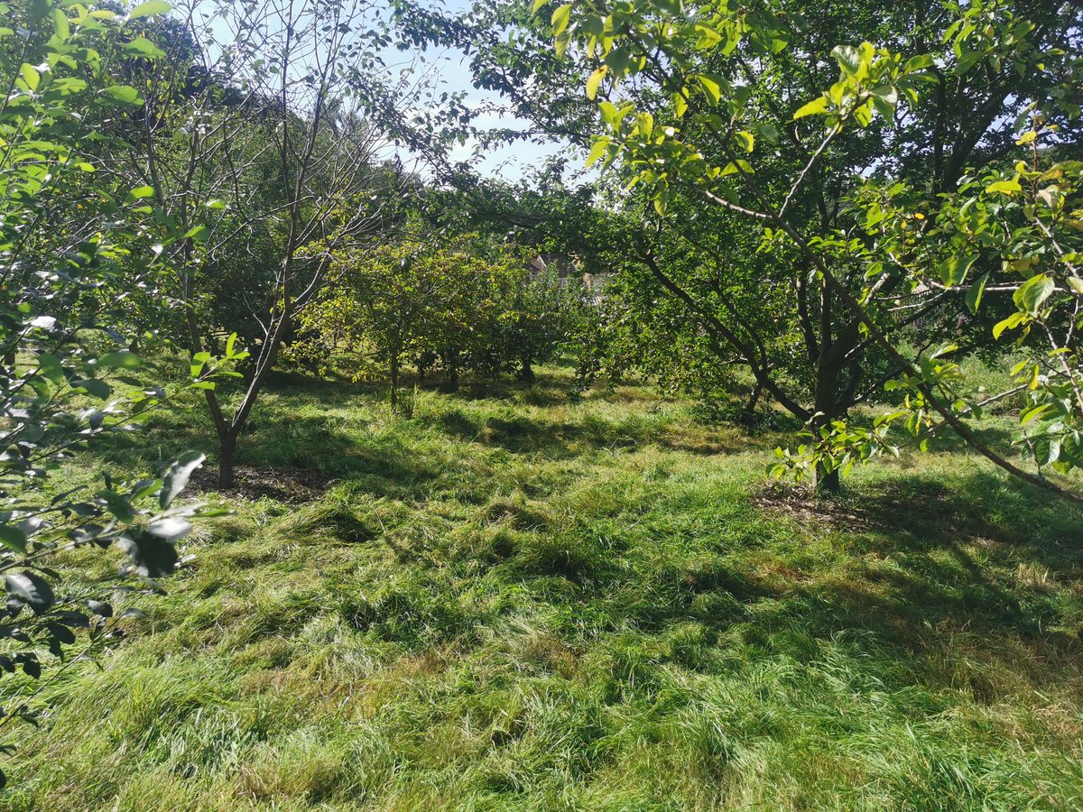 intrepidjanner's tweet photo. @EmorsgateSeeds thanks for the wildflower seed mixes. Looking forward to getting these down and seeing the results this summer in Woodcroft Community Orchard https://t.co/oDO63pMynE