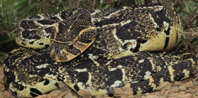 Wild Wednesday: The Puff Adder is a Viperidae snake native throughout Sub Saharan Africa and the southern coast of the Arabian Peninsula. Even though they share their range with both mamba species and many cobras, the Puff Adder kills more people in Africa than any other snake 🧵