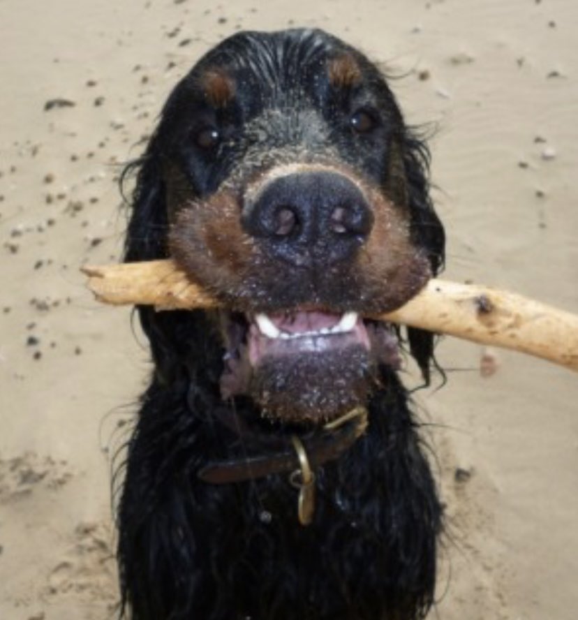 rosieDoc2's tweet photo. #SpanielHour 

ROSS #GordonSetter missing since 21/3/16 #Ienham / #Doddington #ME17 
Male/adult black &amp; tan 
CHIPPED 

https://t.co/0fawRXaNZk https://t.co/mauBeXIJkx