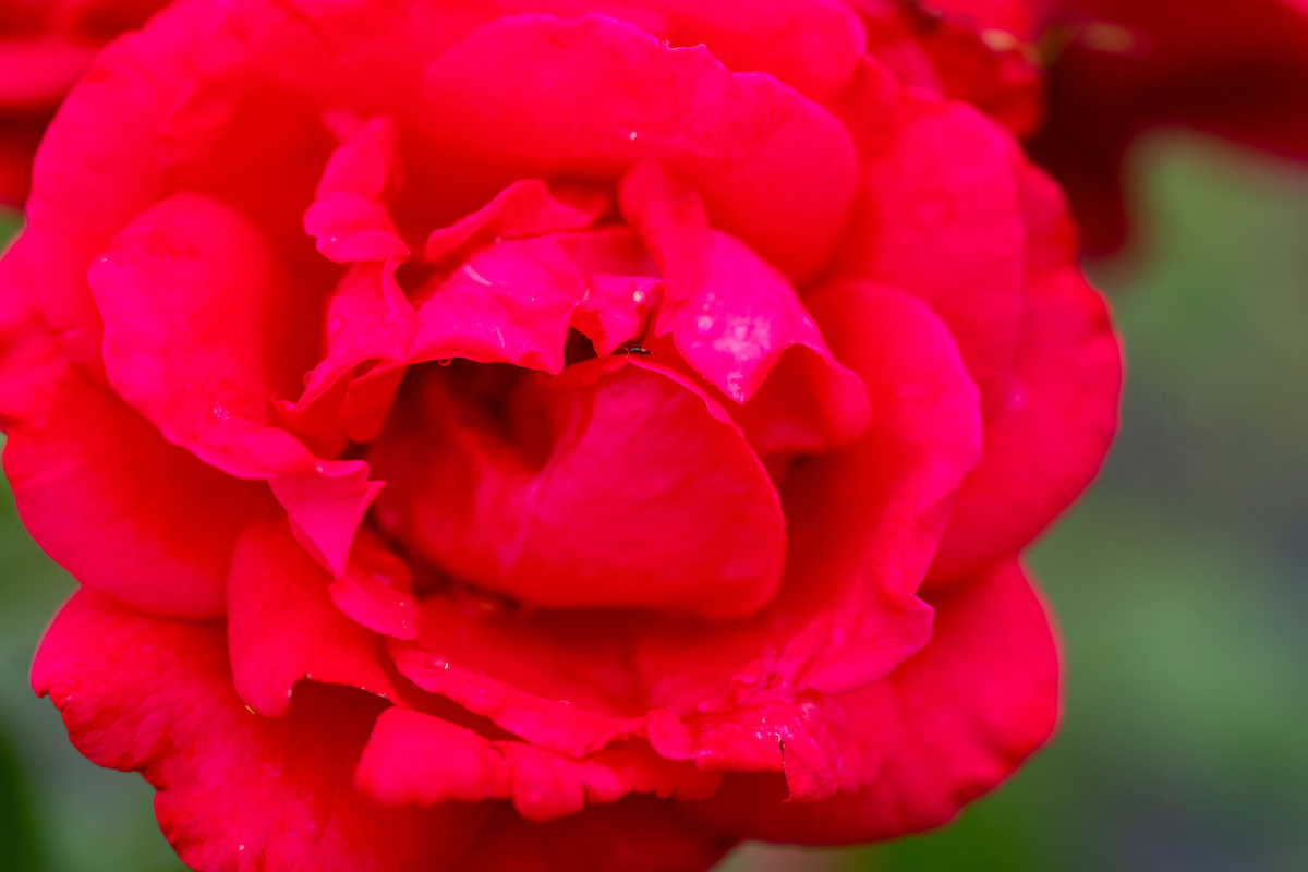 txextension's tweet photo. Valentine’s Day serves as a good reminder to gardeners across the state that it is time to think about pruning their roses for the first time each year.

Learn why and how with this month's #GardenGuide found here: https://t.co/nhYuMrwYLH https://t.co/jiWJYJDUkM