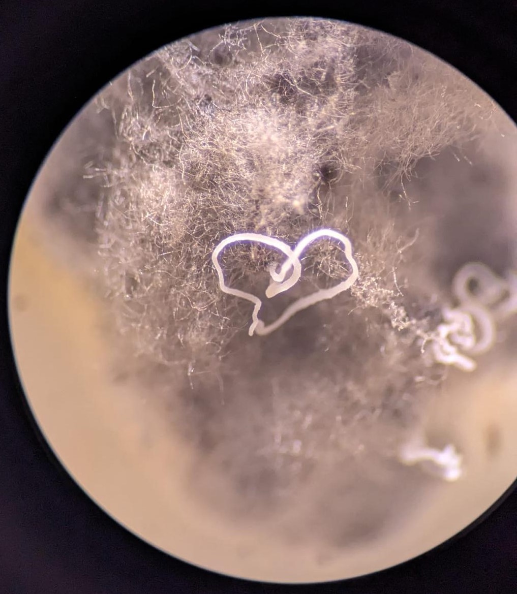 TreePathoMyco's tweet image. 🌳Happy Valentine&apos;s Day! This fascinating formation shows the intricate beauty of nature at a microscopic level 🔬🧫 Let&apos;s continue to explore symbiotic relationships of fungi and trees, the vital network within our ecosystems. 

#ValentinesDay #FungalArt #NatureIsAmazing 🍄