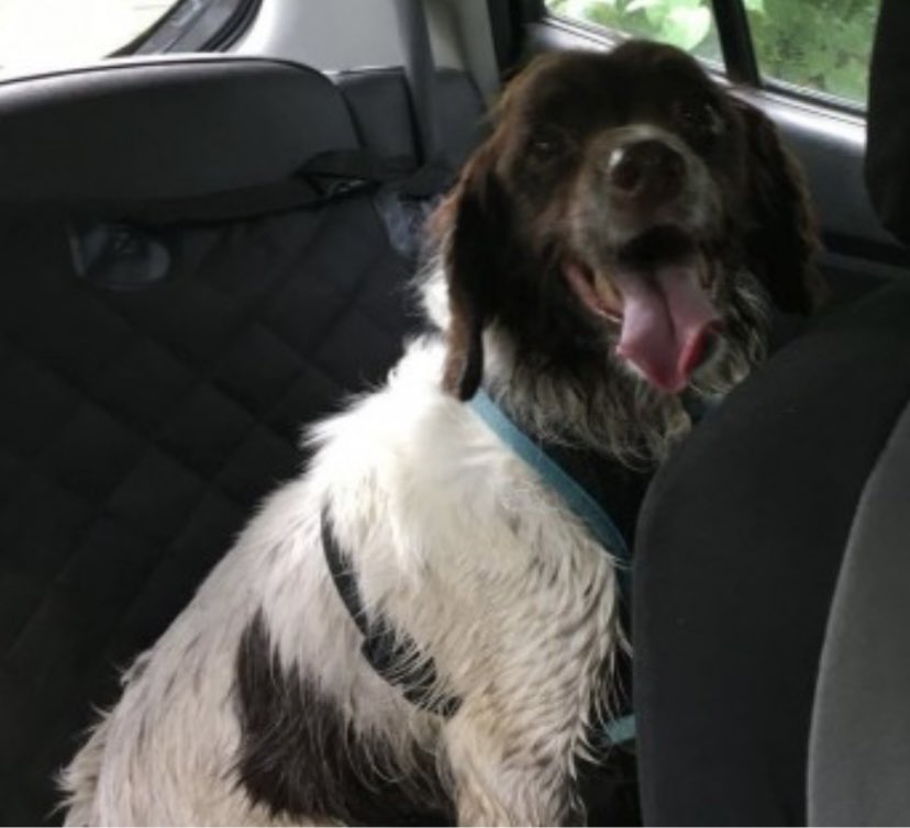 #SpanielHour SAMMY elderly WELSH #Springer still missing from Craig-yr-Aber woods 20 mins down from nearest CARPARK #CF34 #Wales 23/8/23 Brown&white poor eyesight & hearing Heartbreaking 💔 doglost.co.uk/dog-blog.php?d… @missingdogwales @JacquiSaid @thedogfinder @juliagarland73