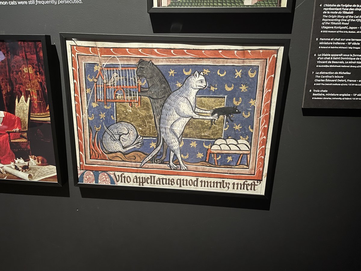 Visite la semaine dernière au <a href="/Le_Museum/">Muséum national d'Histoire naturelle</a> pour voir #expoFélins! Après tout cette célèbre famille de mammifère qui colonise savanes et salons fascine de part leurs caractère sauvage et mystérieux! Cependant ils restent fragile face au braconnage et au réchauffement climatique.😿🦁