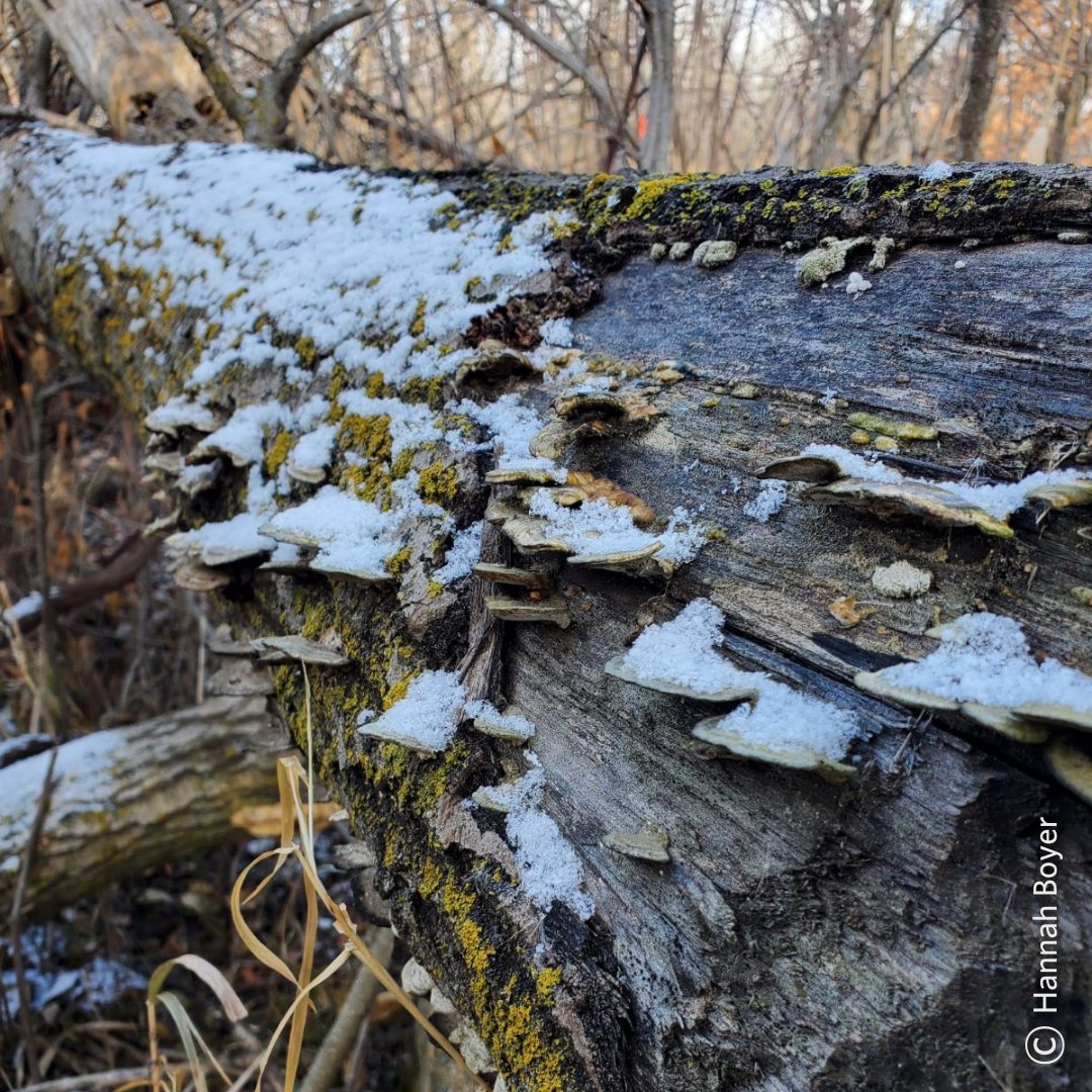 The Nature Conservancy in Minnesota tweet media