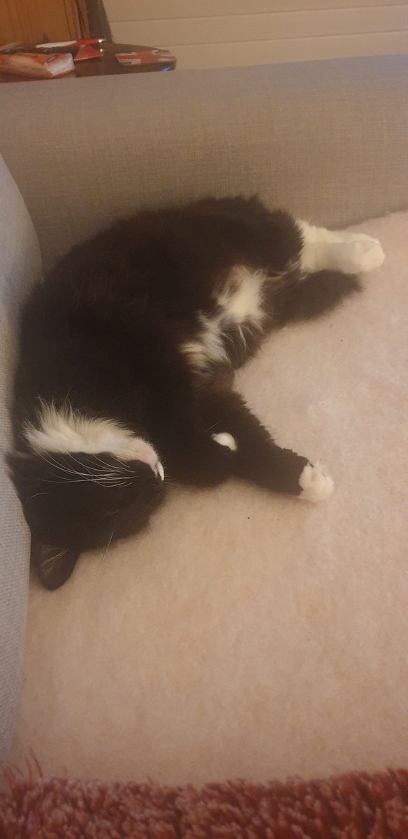 Fritztopcat's tweet photo. Quick 10 hour nap 😴 #CatsOfTwitter https://t.co/LLMjLf2u3T