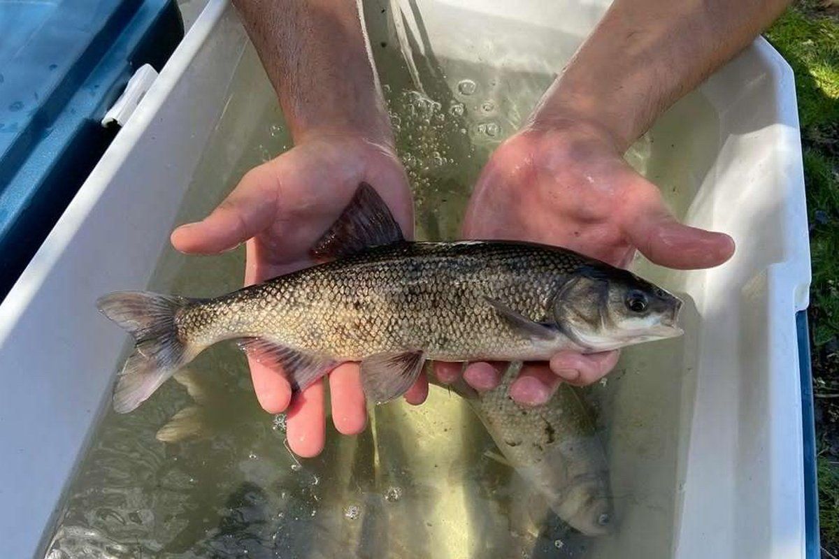 “Unfortunately, our entire food system is determined by colonization, and our palates have also been colonized"

Listen to Plants, Says Indigenous Forager and Activist Linda Black Elk
civileats.com/2024/02/06/lis…