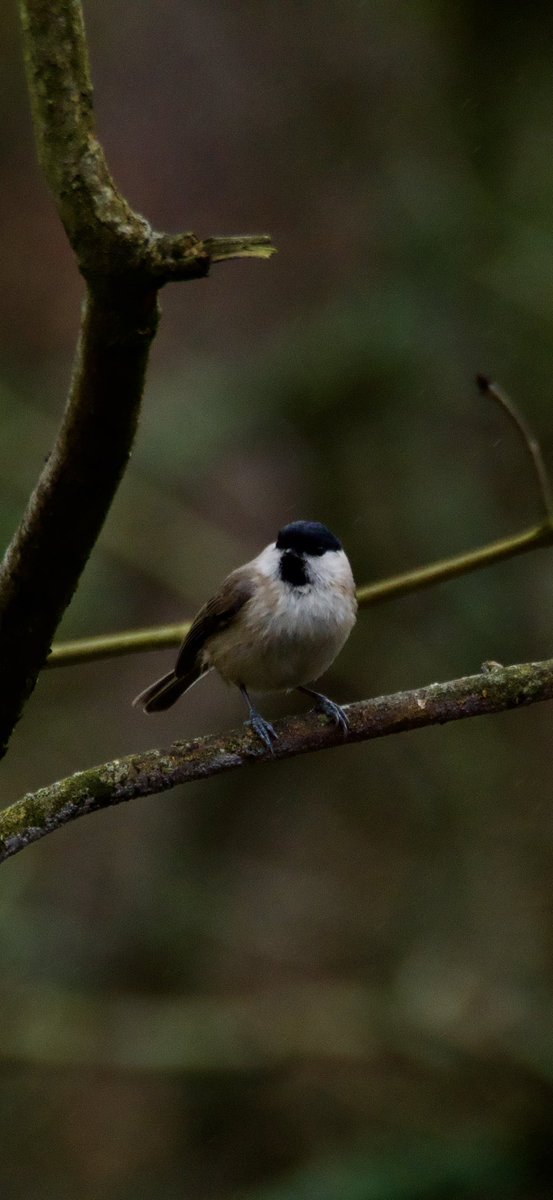 TimTim292's tweet photo. Marsh Tit, Stock Dove, Nuthatch and pair of Crested Grebe #stover @Natures_Voice @DevonBirds @SEDwildlife #marshtit #nuthatch #grebe #stockdove #devon #birdphotography https://t.co/j3GezNizTa