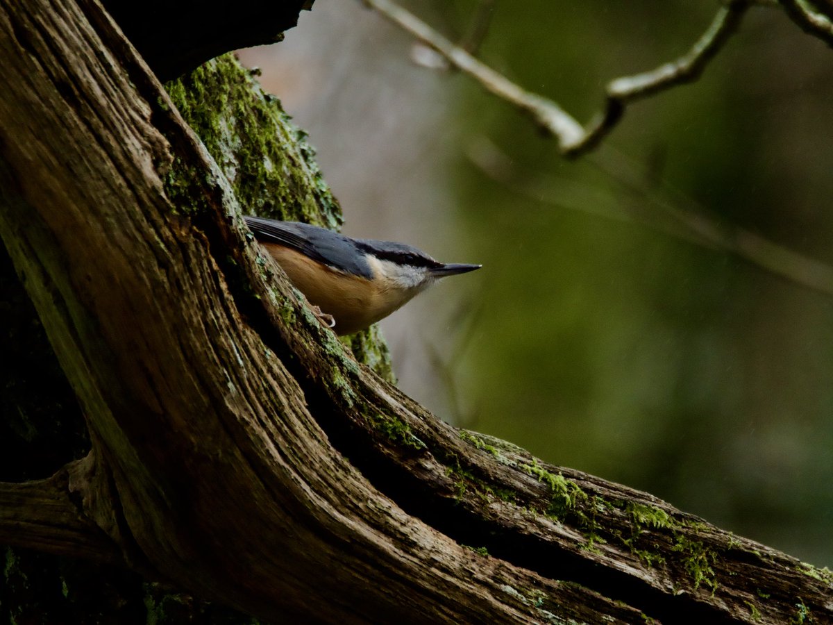 TimTim292's tweet photo. Marsh Tit, Stock Dove, Nuthatch and pair of Crested Grebe #stover @Natures_Voice @DevonBirds @SEDwildlife #marshtit #nuthatch #grebe #stockdove #devon #birdphotography https://t.co/j3GezNizTa