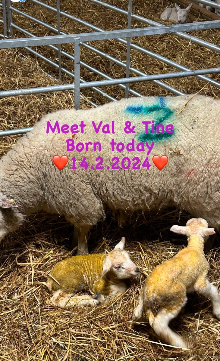 Just for Valentine’s Day ❤️Twins❤️🐑🐑@knocknatullafarms #lambing #lambs #belclaresheep #organic #biodynamic #biodynamicagriculture #irishorganicassociation #irishorganicfarming